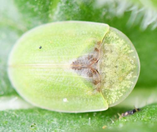 Réf. 262 228 : Cassida sp.